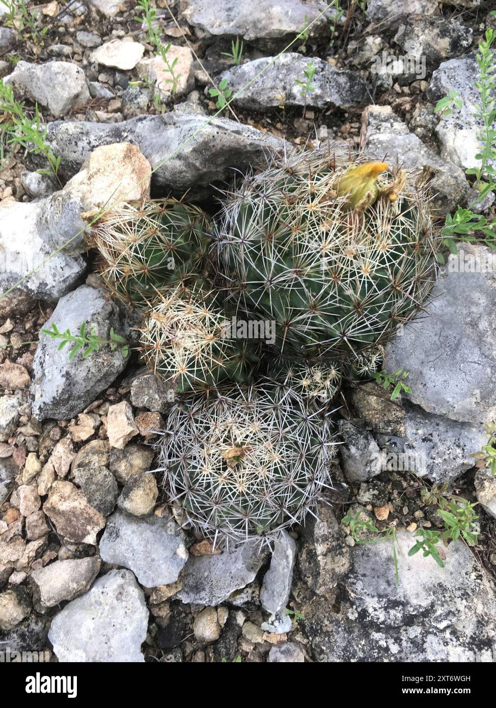 Cactus con capezzolo scanalato (Coryphantha sulcata) Plantae Foto Stock