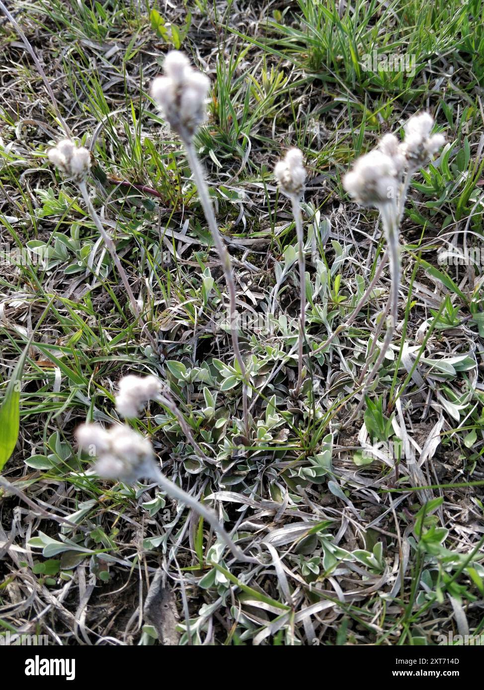 Pussytoes (Antennaria neglecta) Plantae Foto Stock