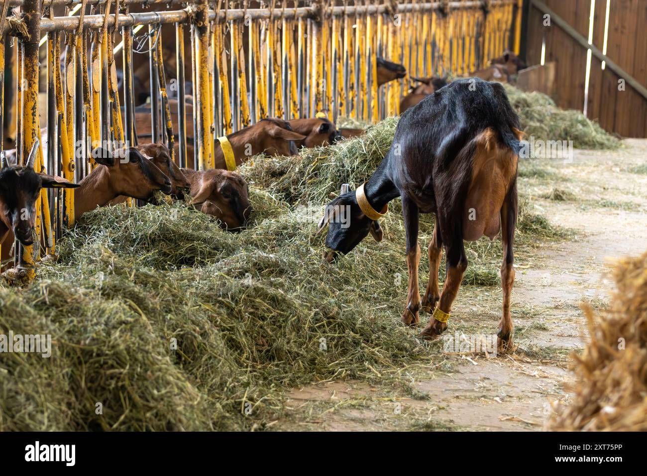 Processo di produzione del formaggio nell'allevamento caprino, Rocamadour formaggio caprino morbido AOC con crosta tenera prodotto nell'azienda agricola di Perigord e Quercy, lotto dipartimento, Francia, fa Foto Stock