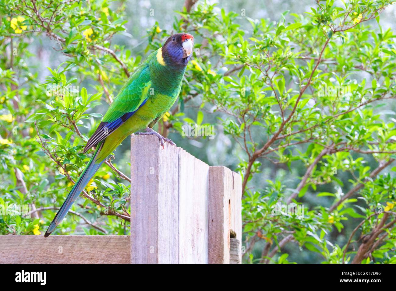 A Twenty Eight Parrot, Barnardius zonarius semitorquatus, una sottospecie del pappagallo australiano Ringneck, Margaret River, Australia Occidentale. Foto Stock