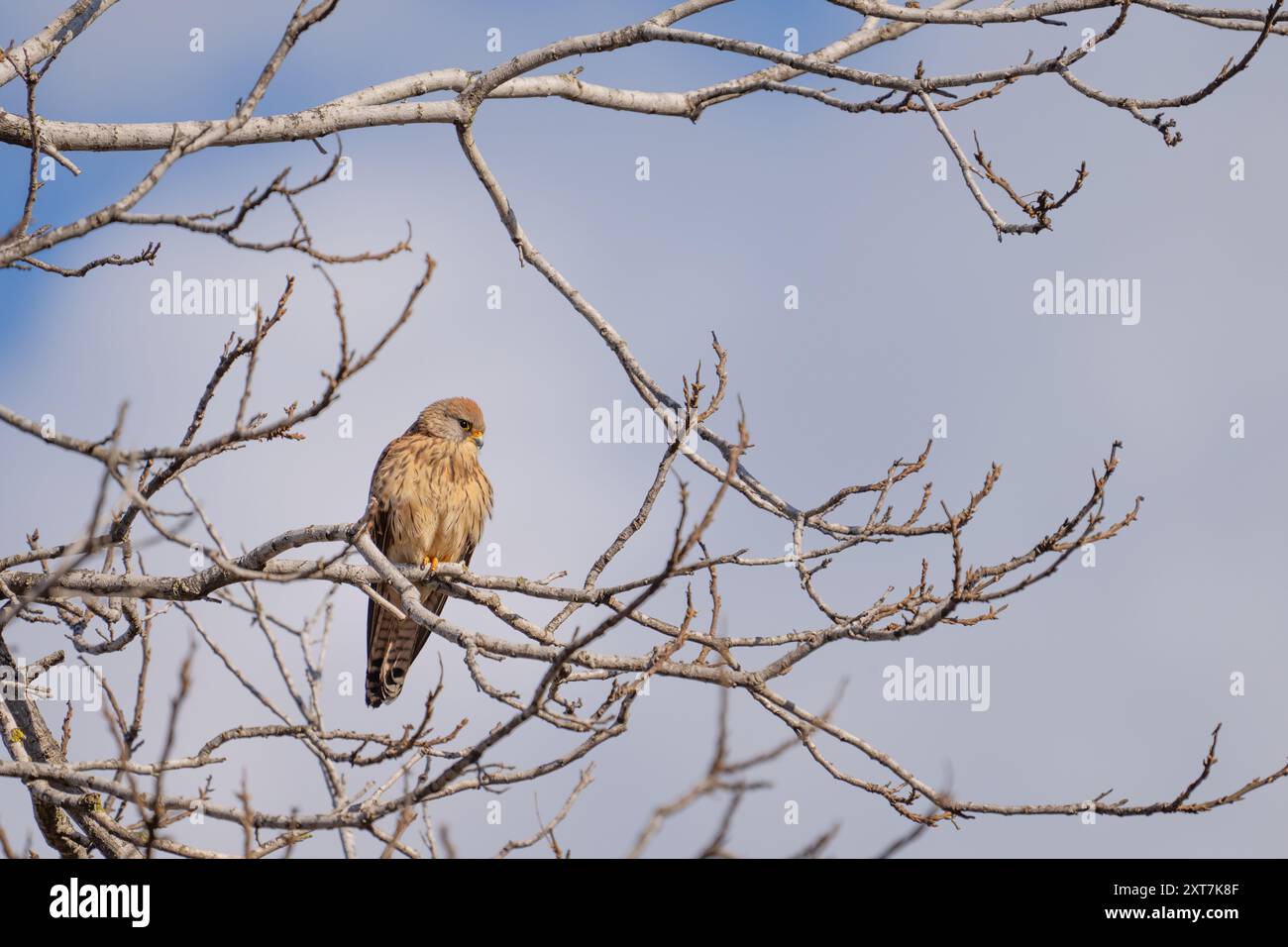 Gheppio minore femminile (Falco naumanni) arroccato su un ramo Foto Stock