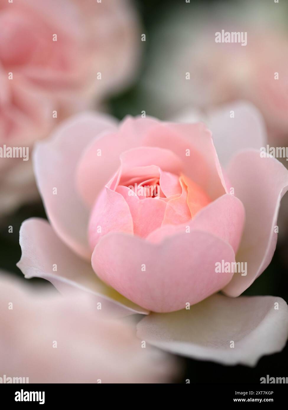 Primo piano di un unico fiore di Rosa "Joie de Vivre" Foto Stock