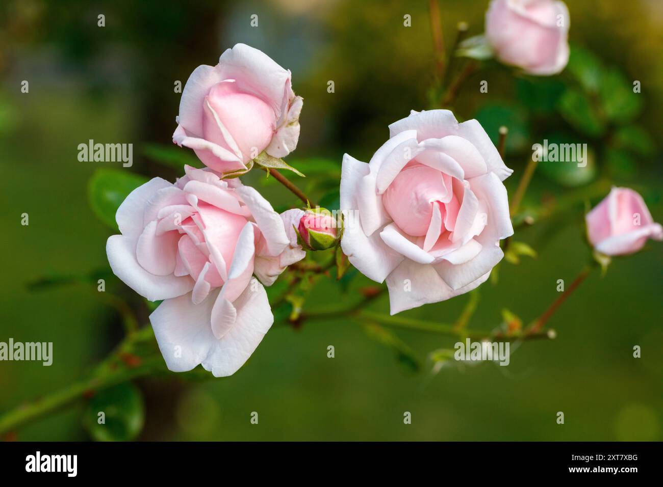 "New Dawn, Everblooming Dr. W. Van Fleet" Climbing Rose, Klätterros (Rosa) Foto Stock