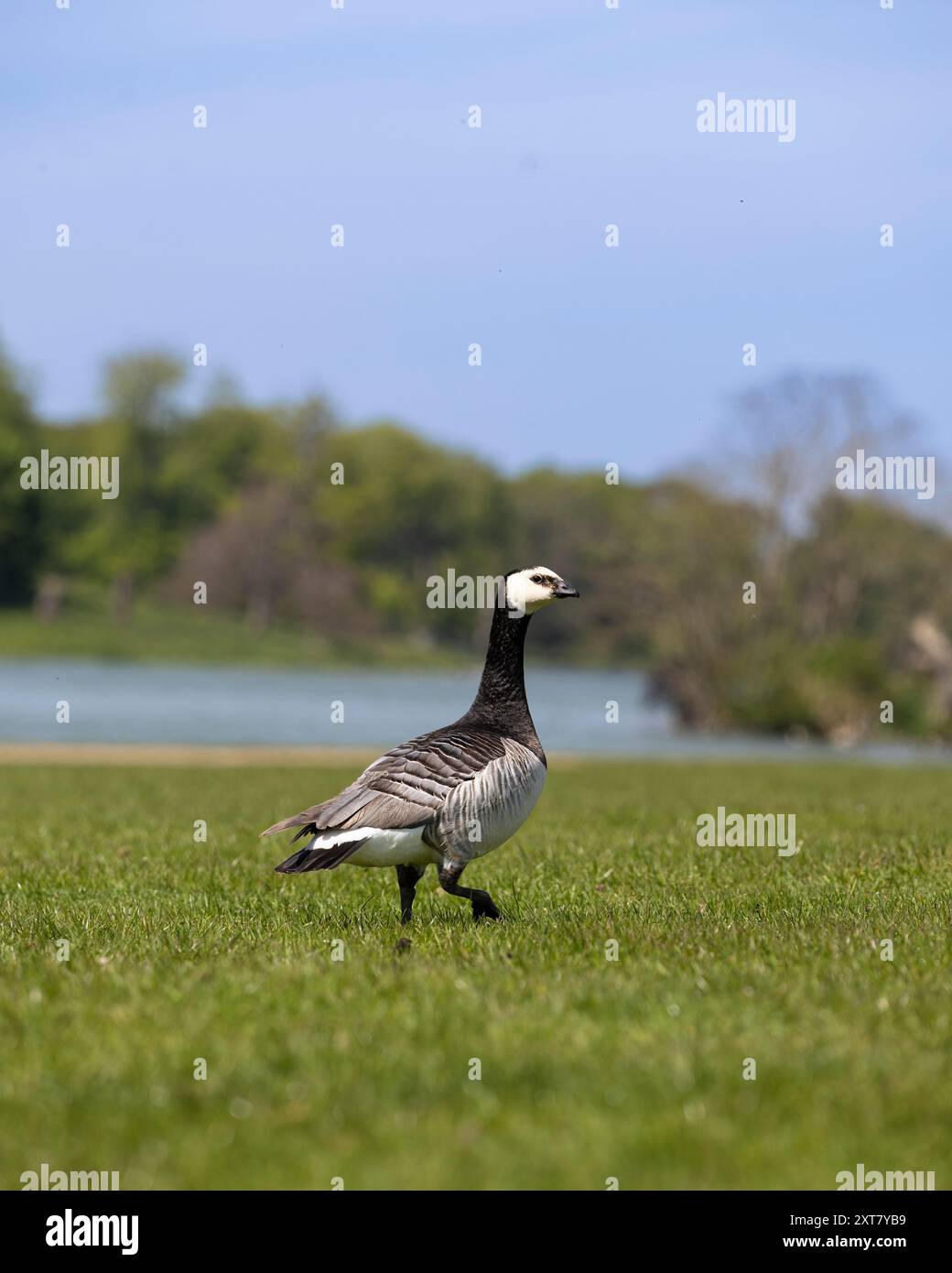 Barnacle Geese, Norfolk, aprile 2024 Foto Stock