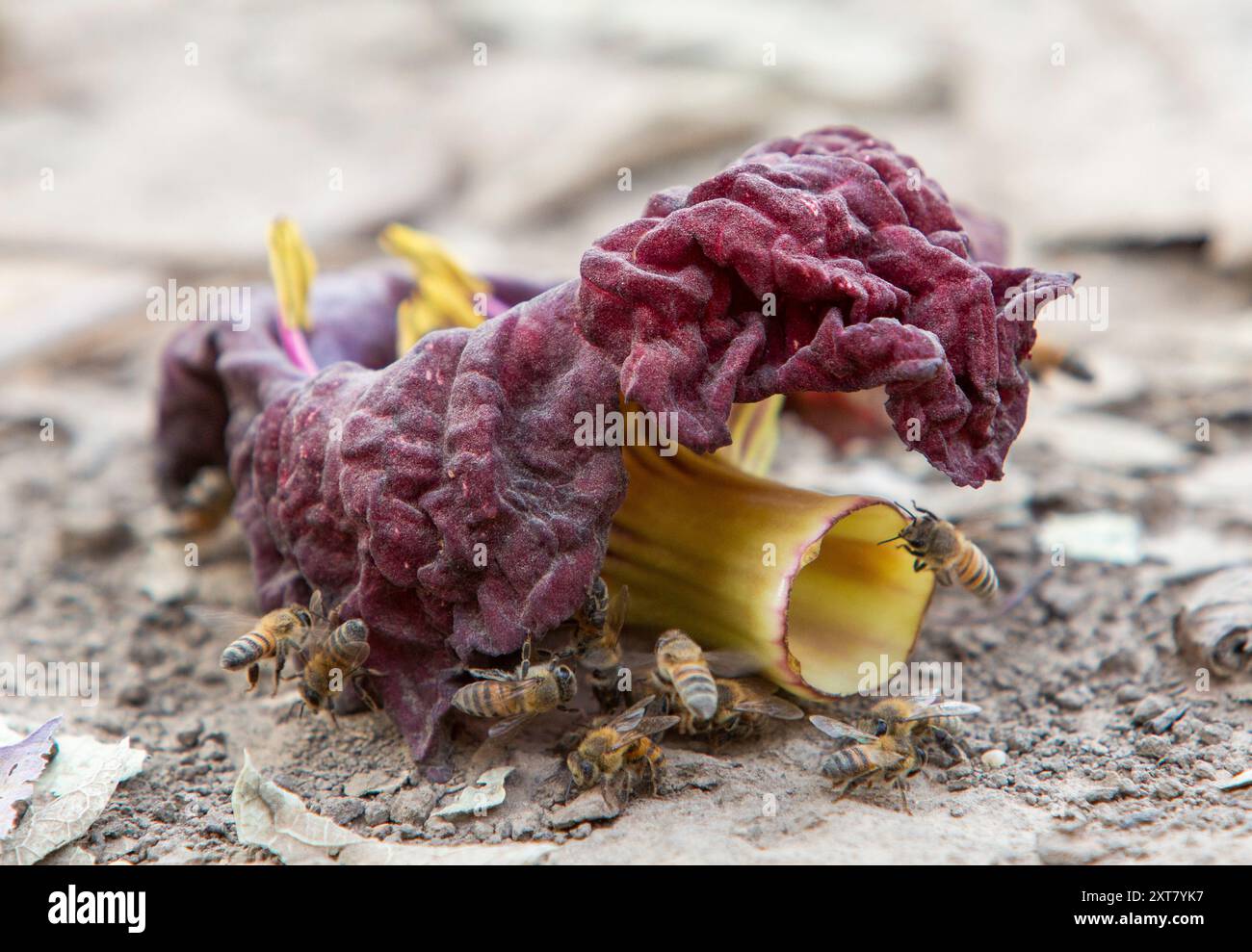 Fiore di salsiccia caduto (Kigelia africana) disteso a terra con api in cerca di nettare, Luangwa settentrionale, Zambia Foto Stock