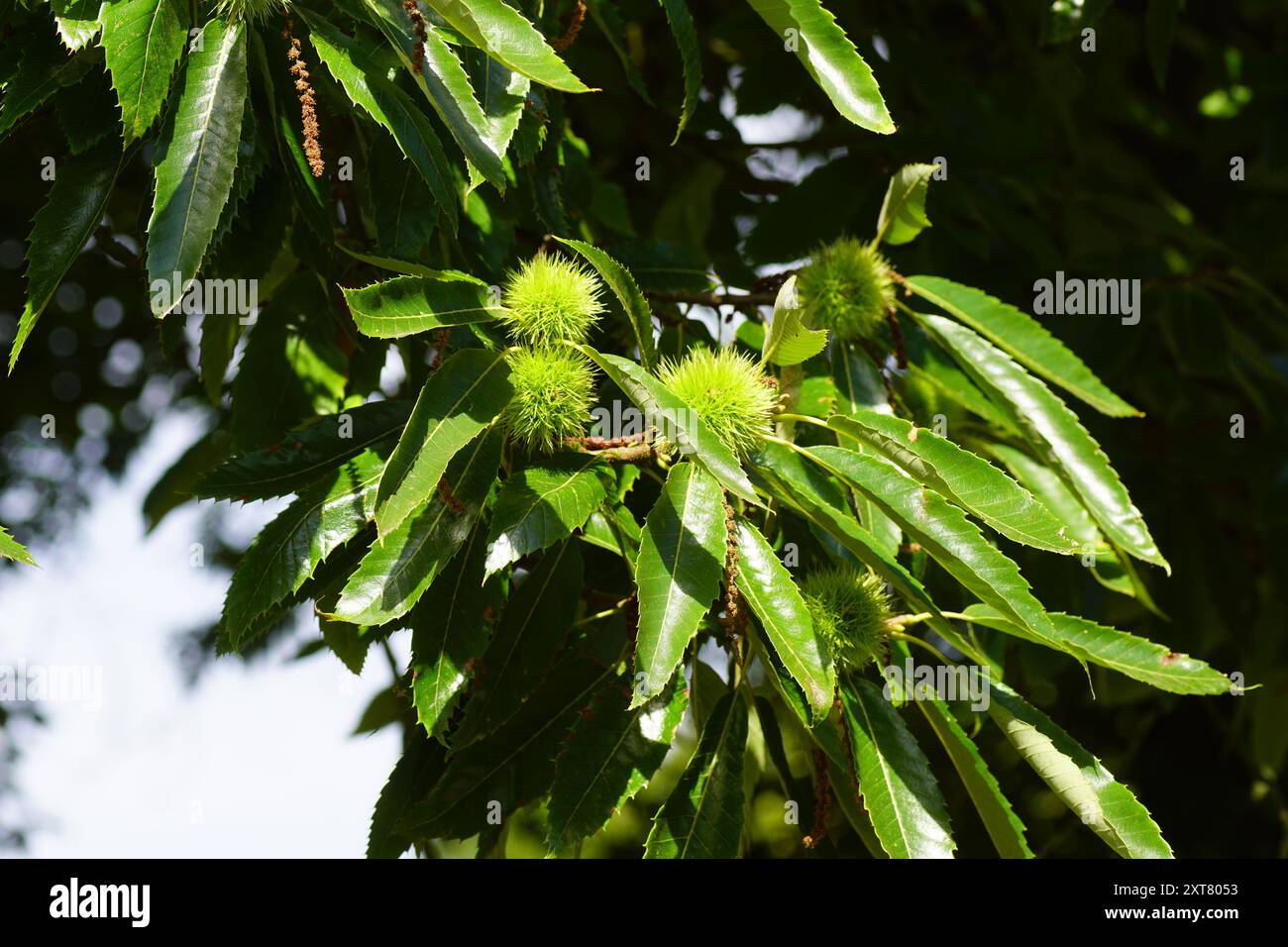 Primi piani, foglie di Castanea sativa, castagne dolci, castagne spagnole. Paesi Bassi, estate, agosto. Foto Stock
