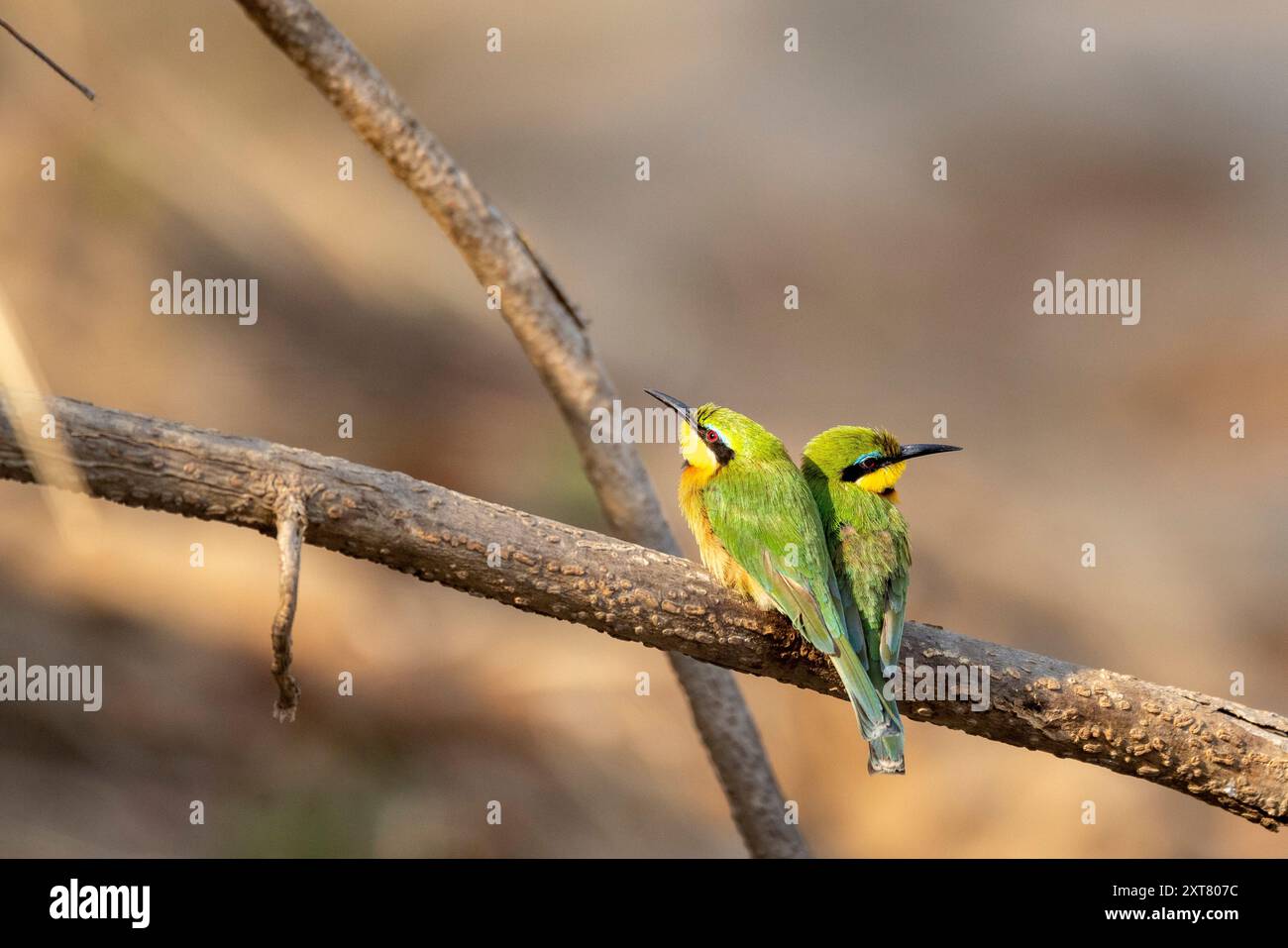 Un paio di piccoli apicoltori appollaiati su un ramo Foto Stock