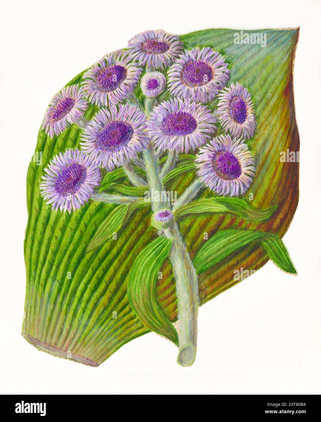 Sarah Featon (artista botanico della nuova Zelanda) - margherita antartica - Pleurophyllum sceciosum (Campbell Island - (circa 1885) Foto Stock