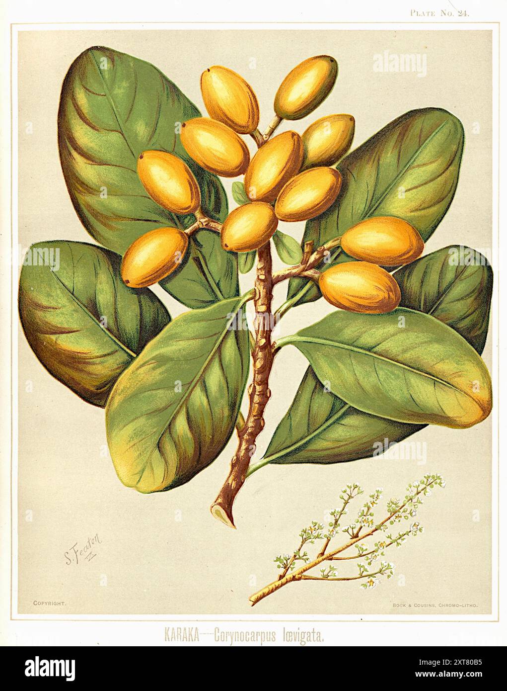 Sarah Featon (artista botanica della nuova Zelanda) Foto Stock