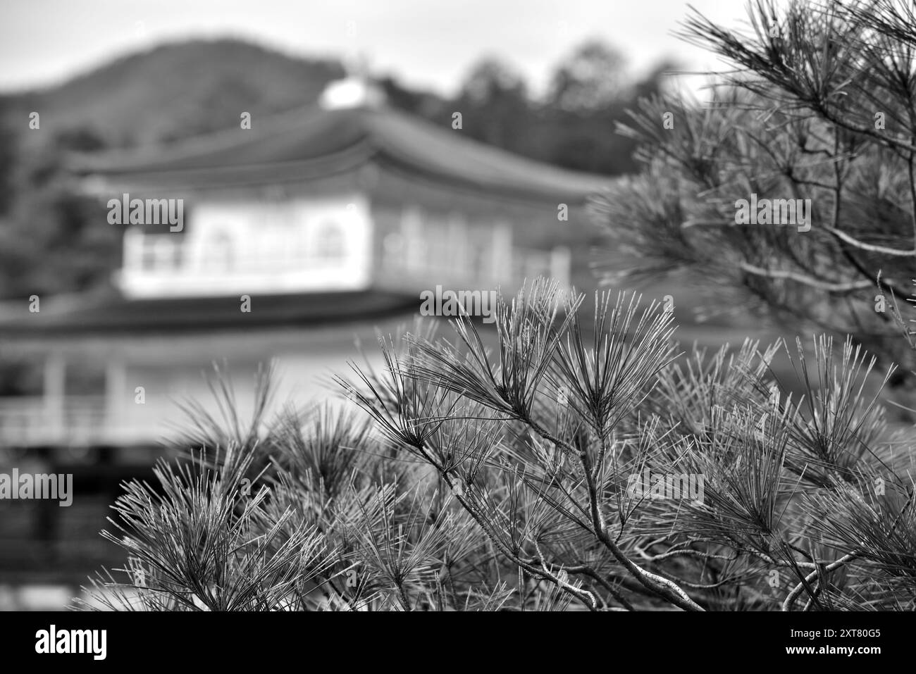 Immagine in bianco e nero di aghi di pino con sfondo sfocato del tempio Kinkakuji Padiglione d'oro, tempio buddista Zen a Kyoto, Giappone, une Foto Stock