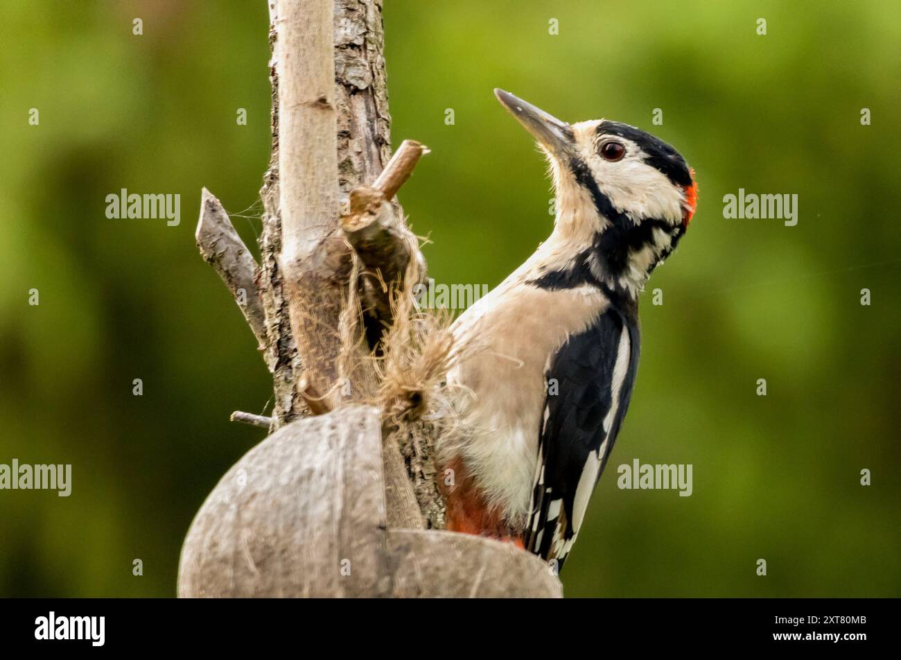 Ottimo picchio maculato Foto Stock