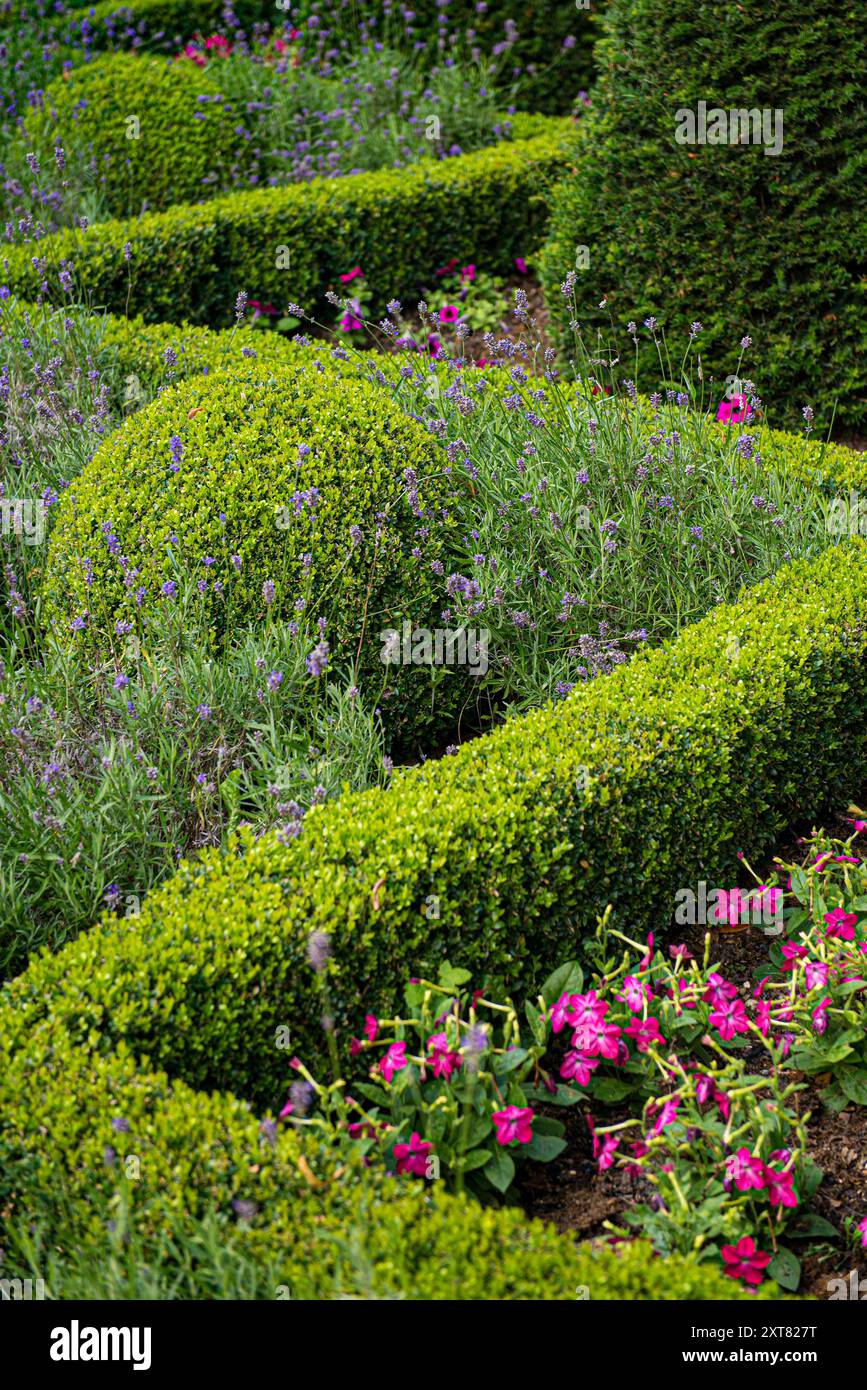 Siepi verdi e fiori colorati in un giardino formale in Inghilterra Foto Stock