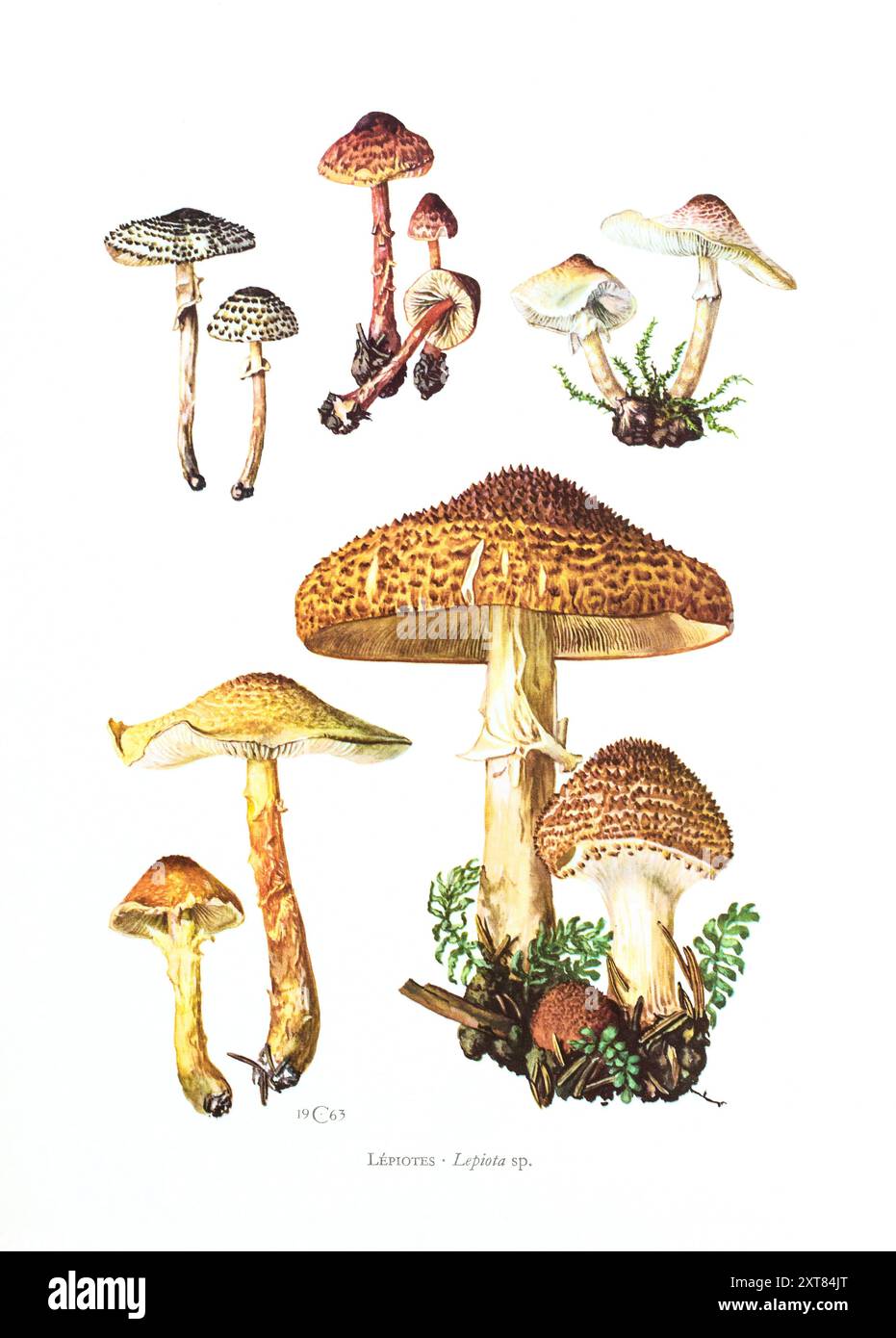 Illustrazione di Claus Caspari dalla "Collection de Documents d'Histoire Naturelle" dei funghi Lepiota. Foto Stock