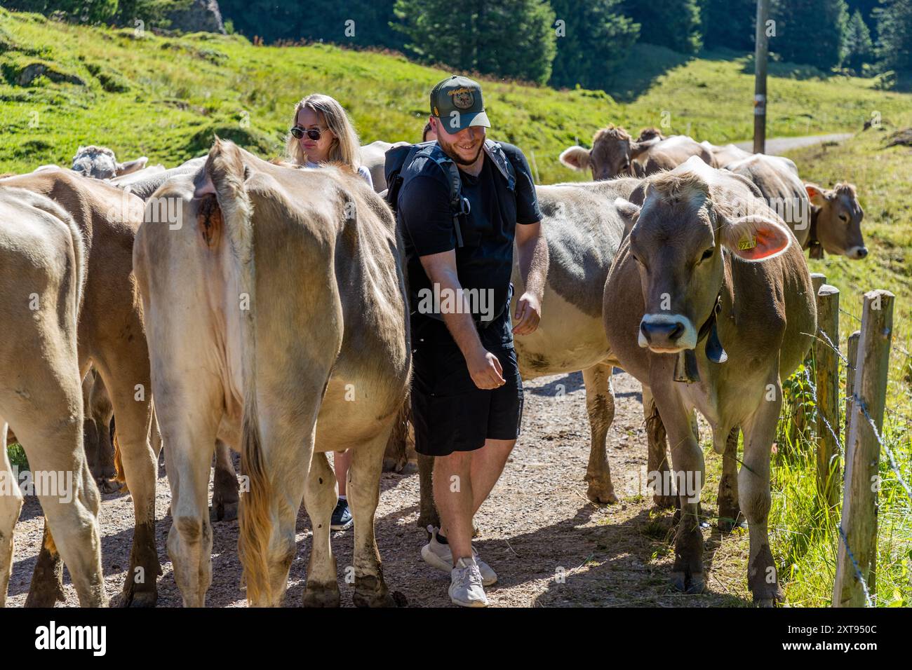 Una donna e un uomo escursionisti si fanno strada oltre un gregge di bovini su una strada di campagna sulla Scheideggstrasse, Arth, Schwyz, Svizzera Foto Stock