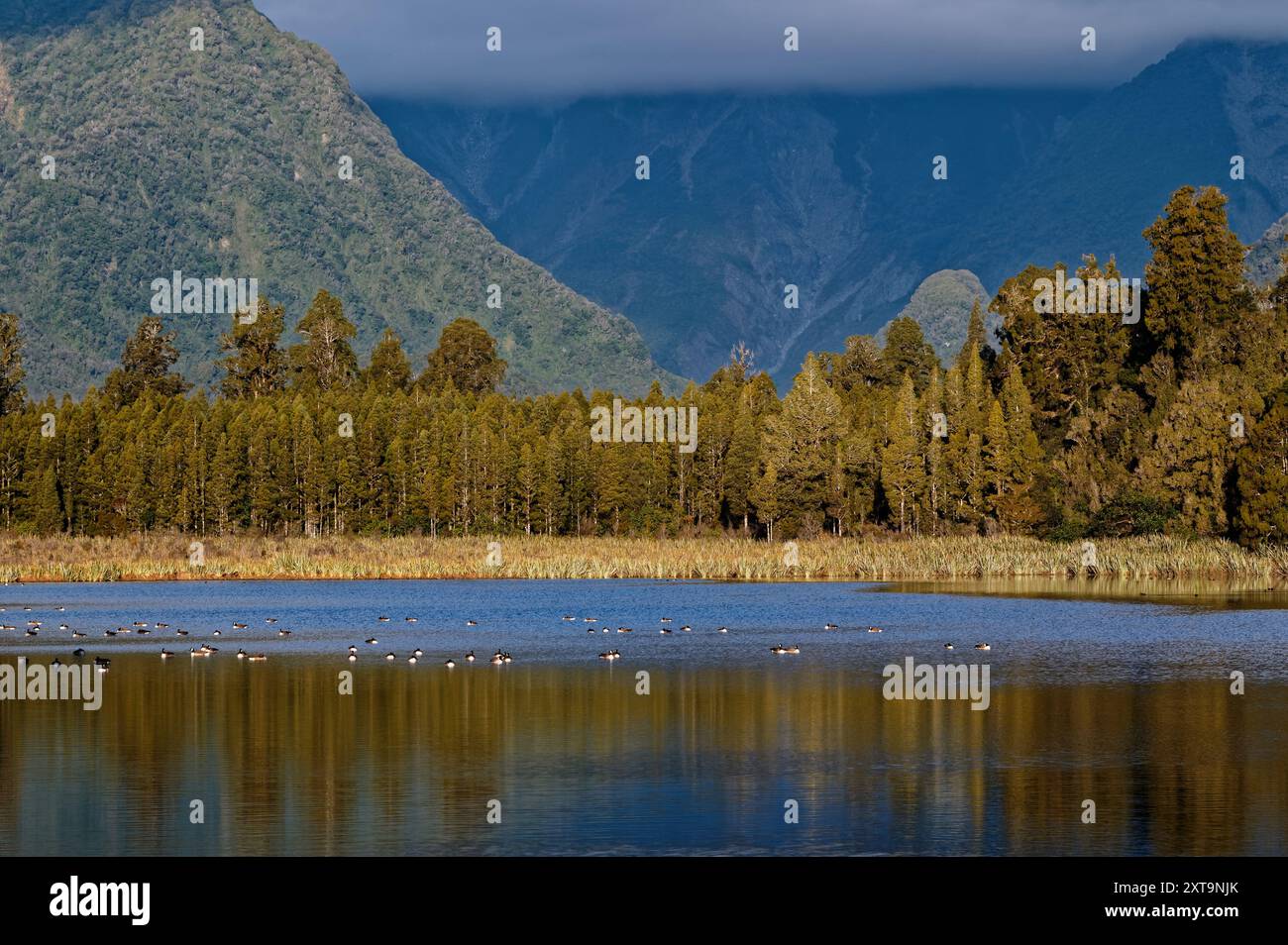 Le oche canadesi galleggiano pacificamente sul lago Matheson. E' circondato da un cespuglio nativo della nuova Zelanda con le montagne e le basse nuvole che forniscono un impressionante b Foto Stock