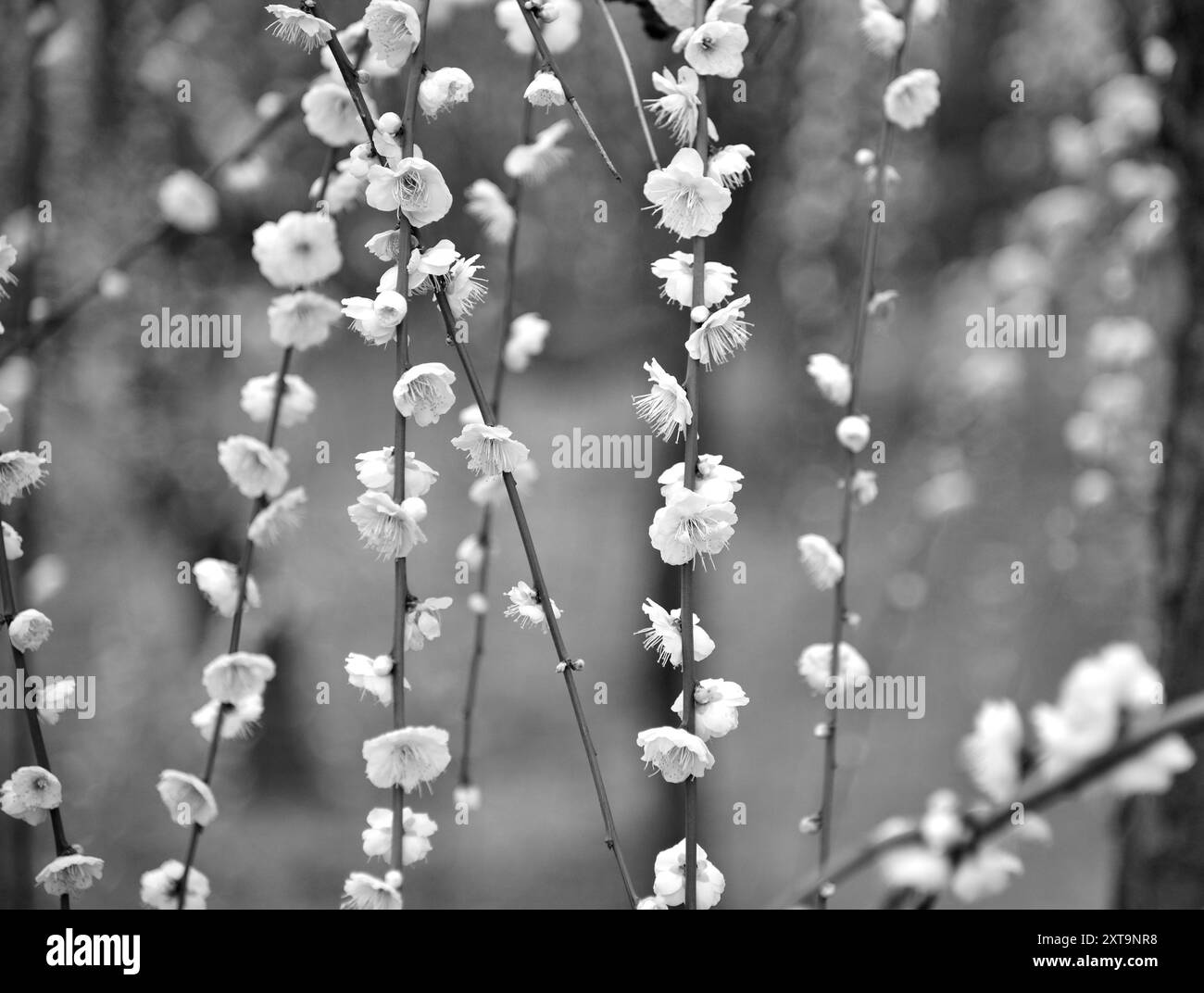 Immagine in bianco e nero di prugne che fioriscono all'inizio della primavera in Giappone nel febbraio 2024 Foto Stock