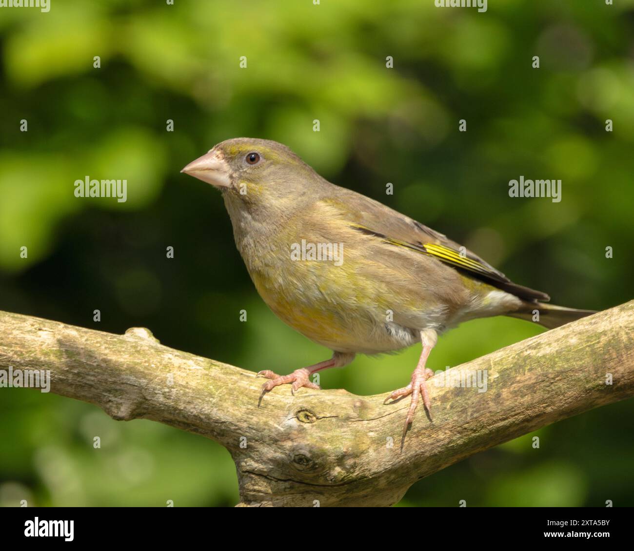 Greenfinch, Bedfordshire Regno Unito Foto Stock