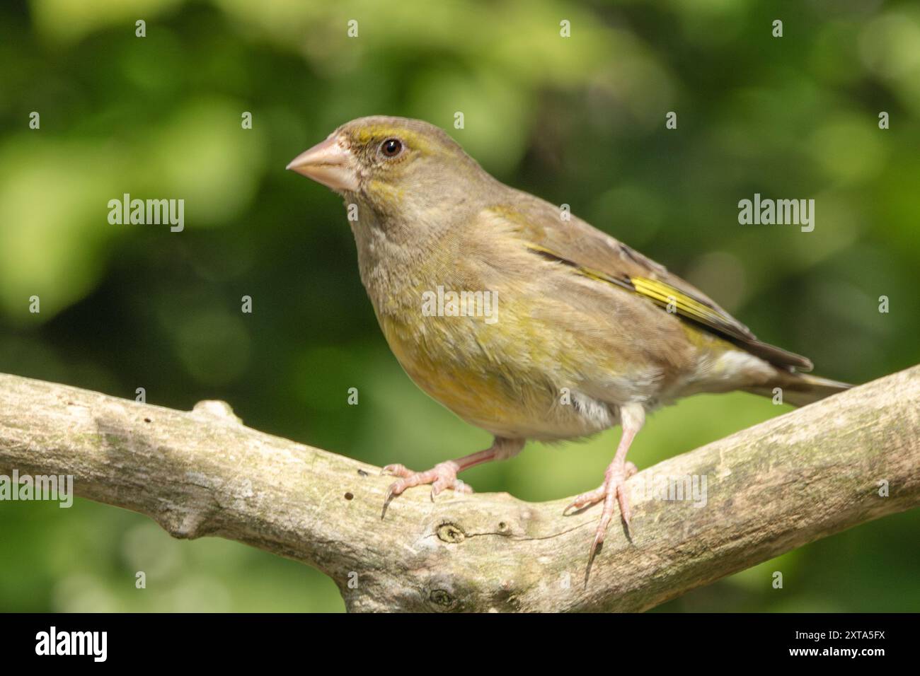 Greenfinch, Bedfordshire Regno Unito Foto Stock