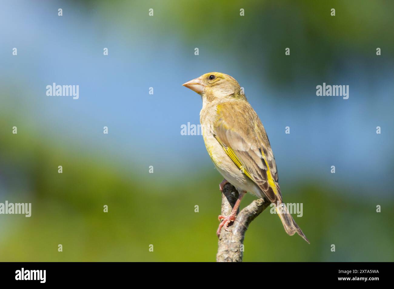 Greenfinch, Bedfordshire Regno Unito Foto Stock
