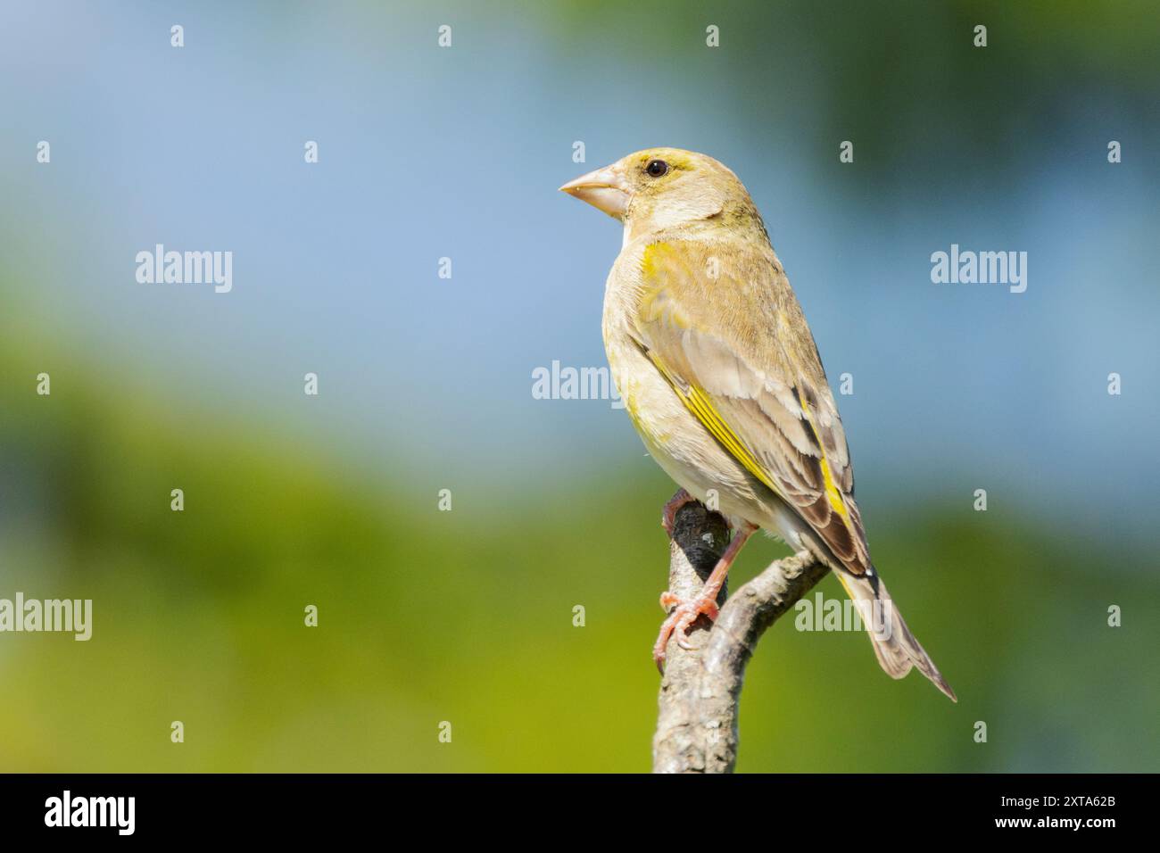 Greenfinch, Bedfordshire Regno Unito Foto Stock