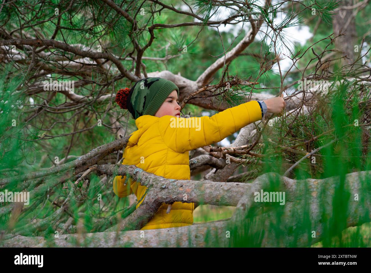 Bambino che gioca tra i rami di un pino in una foresta in natura indossando abiti invernali. Gioca all'aperto nella natura Foto Stock