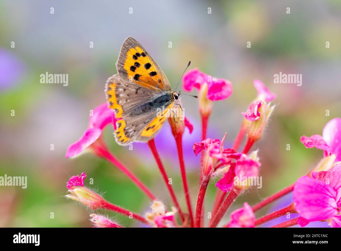 Piccola farfalla di rame, Lycaena phlaeas su fiori di geranio in un giardino inglese in estate Foto Stock