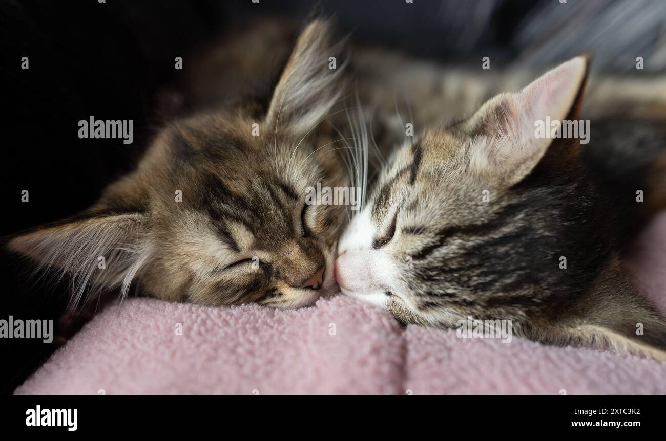 due muso di gattini dormienti adagiati uno accanto all'altro su un cuscino. Amore per i gatti. tenerezza infantile degli animali. Un minuto di riposo. giorno di gatto. Favori Foto Stock