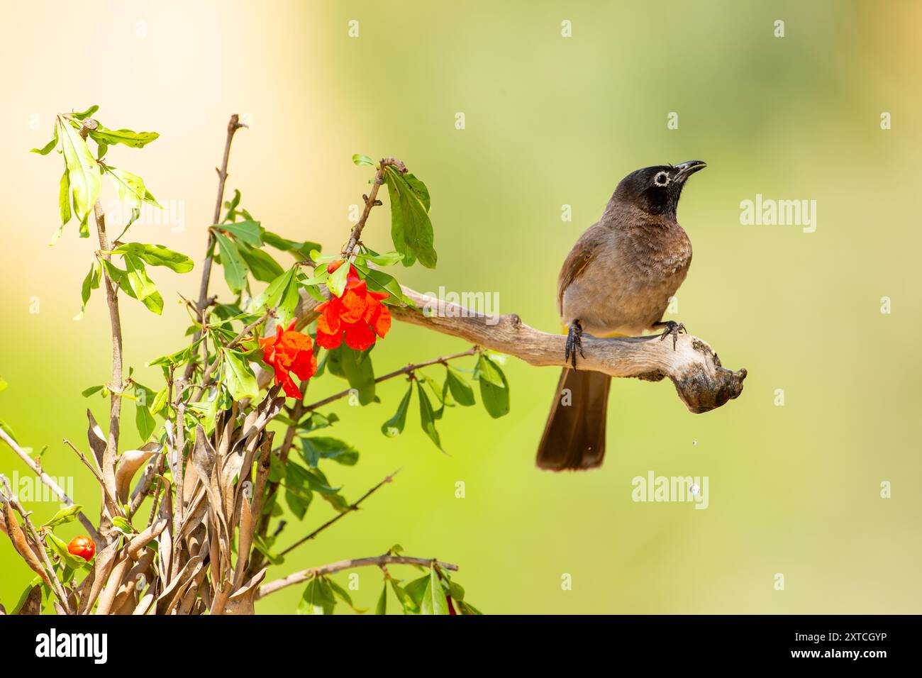 Bulbul con occhiali bianchi (Pycnonotus xanthopygos) بلبل أصفر العجز arroccato su un ramoscello fotografato in Israele Foto Stock