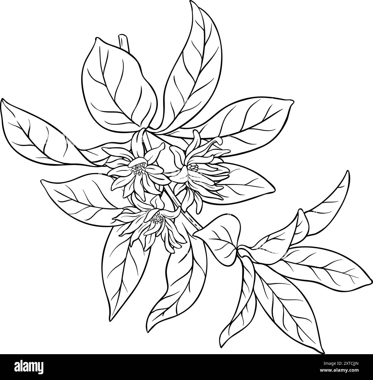 Illustrazione del ramo dell'anice con il contorno dei fiori. Olio essenziale ingrediente per cosmetici, aromaterapia, assistenza sanitaria. Biologico naturale nutrizionale sano Illustrazione Vettoriale