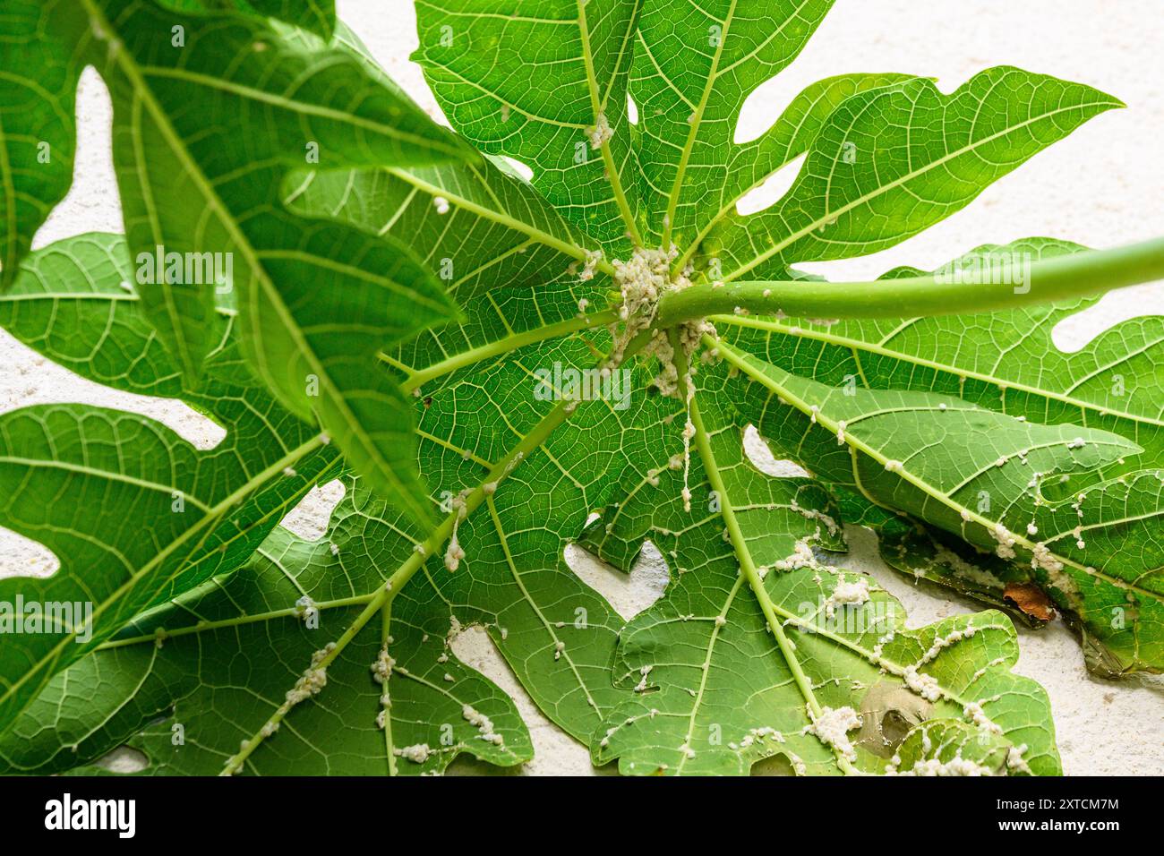 Ammasso di insetti di mealia (Icerya aegyptiaca ). Sul lato inferiore di una foglia di una papaia femminile (carica papaya) fotografata in Israele a luglio Foto Stock