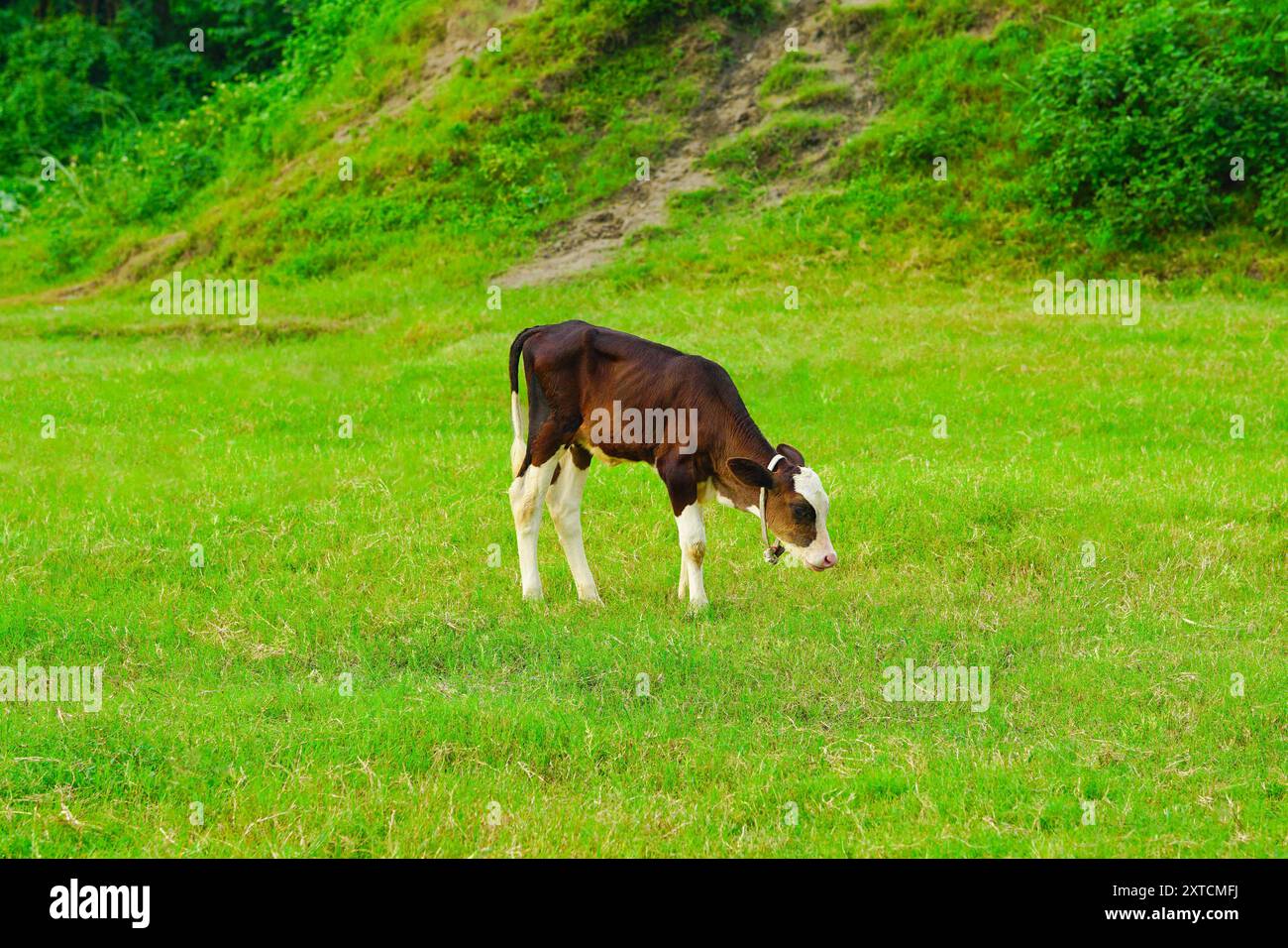 Il vitello di colore marrone scuro pascolano sui prati verdi aperti Foto Stock