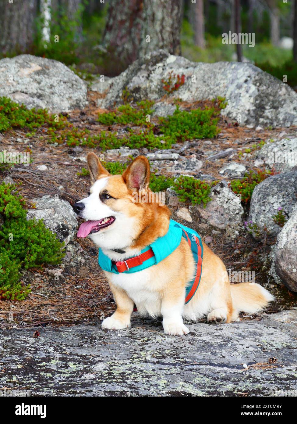 Corgi Cardigan con giubbotto salvagente su lastra di pietra Foto Stock