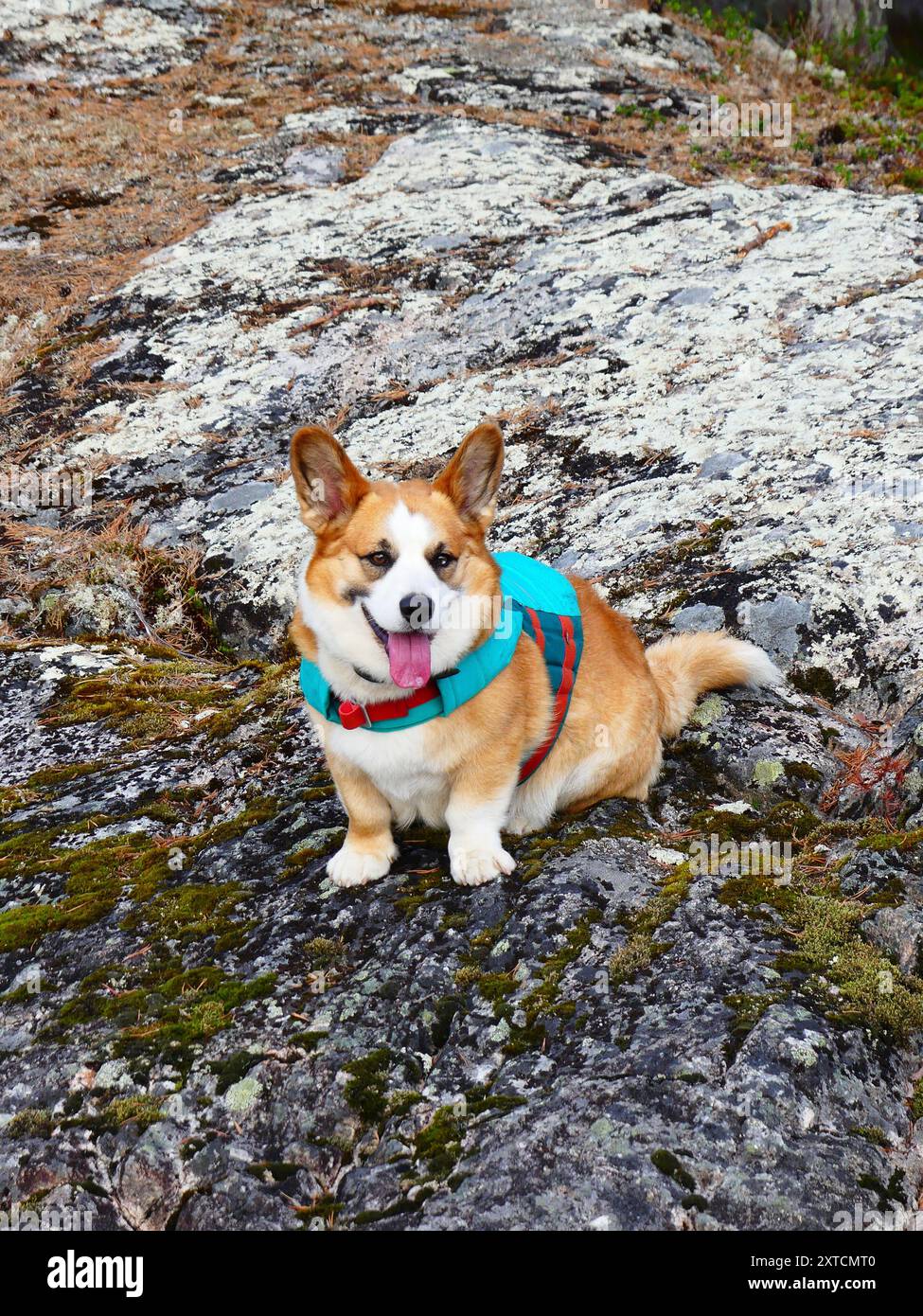 Corgi Cardigan con giubbotto salvagente su lastra di pietra Foto Stock