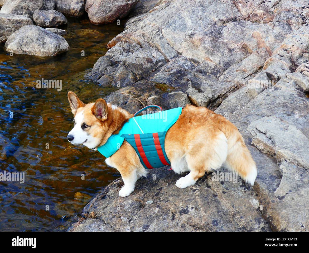 Corgi Cardigan con giubbotto salvagente su lastra di pietra Foto Stock