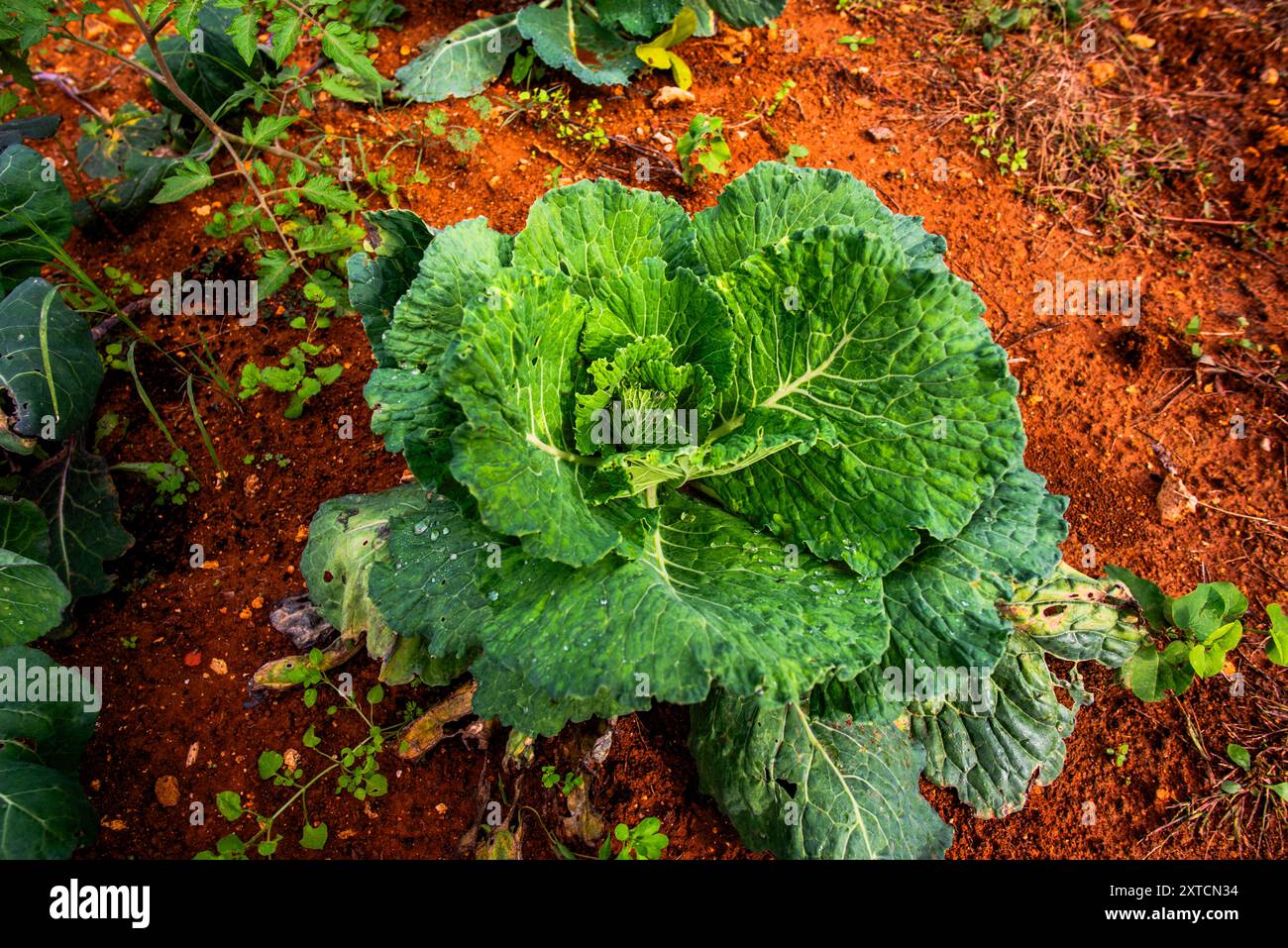 Primo piano di un cavolo verde negli orti immersi nelle verdi colline intorno a Lonigo Vicenza Foto Stock