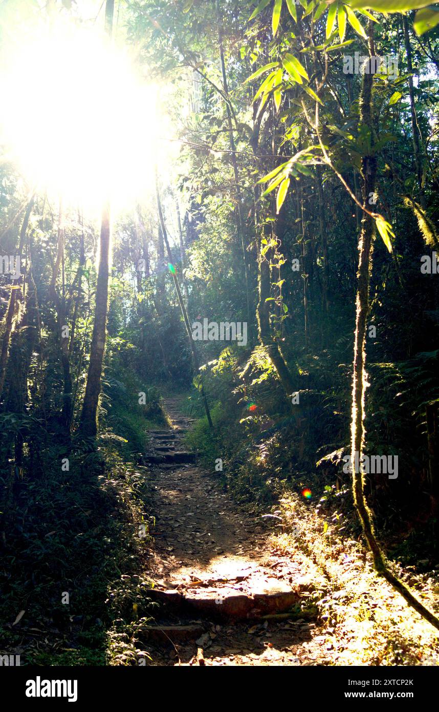 La luce del sole penetra attraverso la fitta tettoia della foresta fino al fondo della foresta nel Parco Nazionale di Ranomafana, Madagascar. Foto Stock