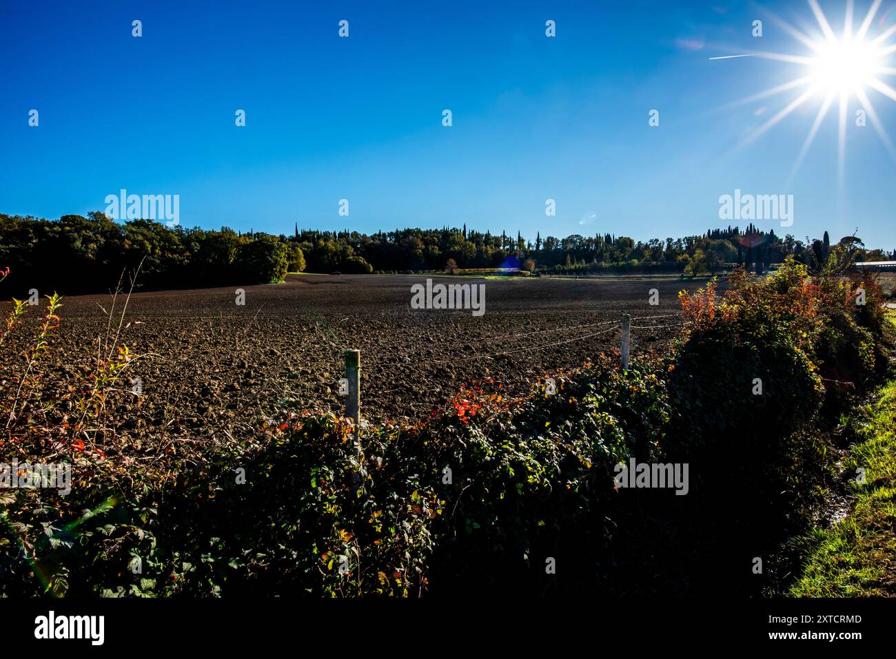 I campi arati in autunno con terra scura e alberi ancora verdi a Lazise Verona Italia Foto Stock