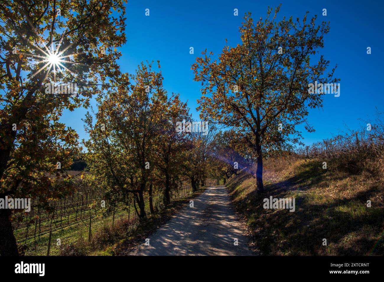 Strada di campagna e strada sterrata tra alberi ancora verdi in autunno a Lazise Verona Italia Foto Stock