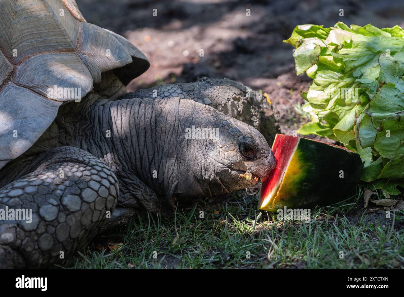 Madrid, Spagna. 14 agosto 2024. Una tartaruga gigante che mangia frutta e verdura fresche durante un'ondata di caldo estivo a Madrid. Alcuni animali del parco zoologico Faunia ricevono verdure fresche, frutta e gelati per rinfrescarsi e rimanere più idratati durante le alte temperature estive. Crediti: Marcos del Mazo/Alamy Live News Foto Stock