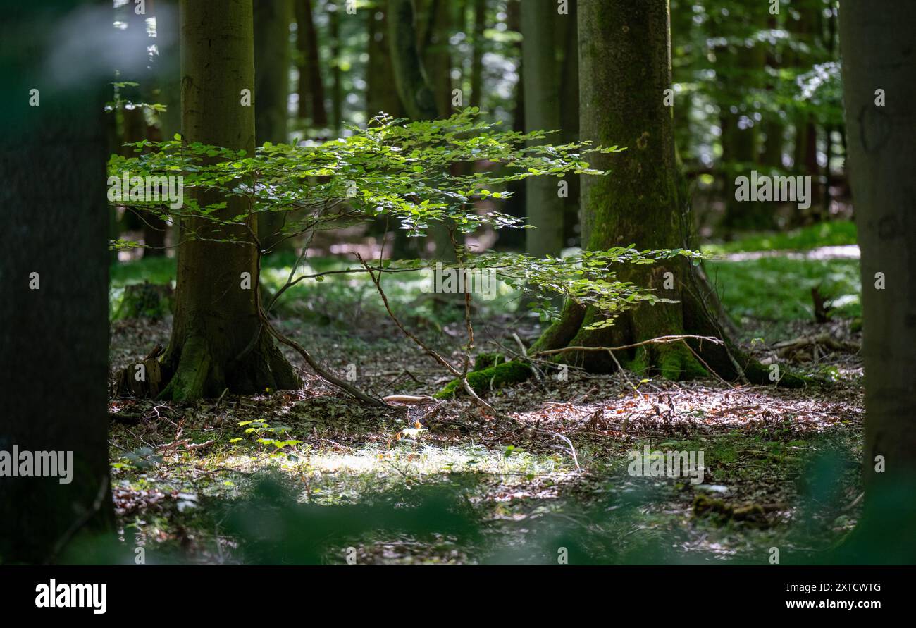 12 agosto 2024, Brandeburgo, Wittstock/Dosse: Numerosi alberi crescono in una foresta mista. Foto: Monika Skolimowska/dpa Foto Stock