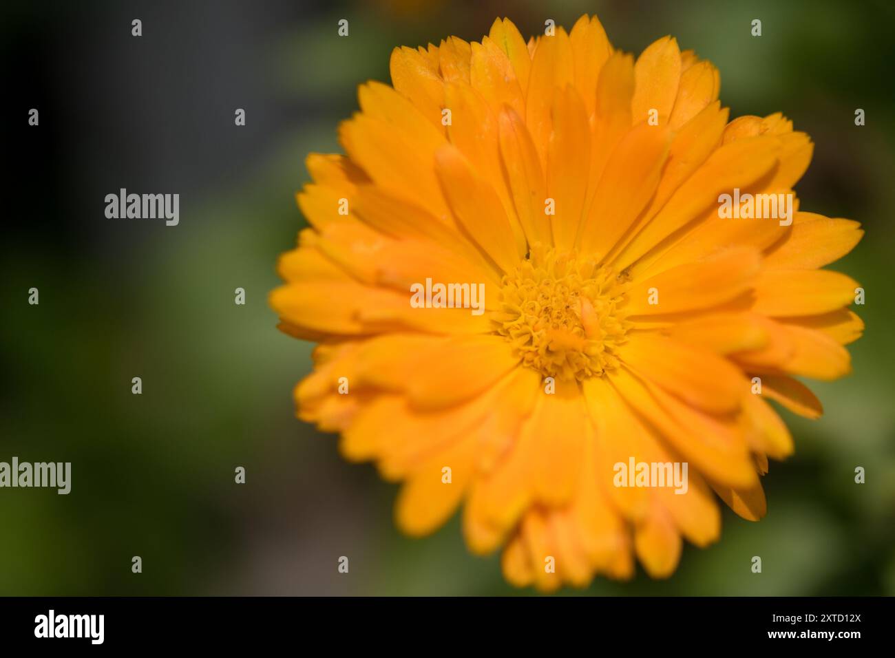 Primo piano del fiore di Calendula Foto Stock