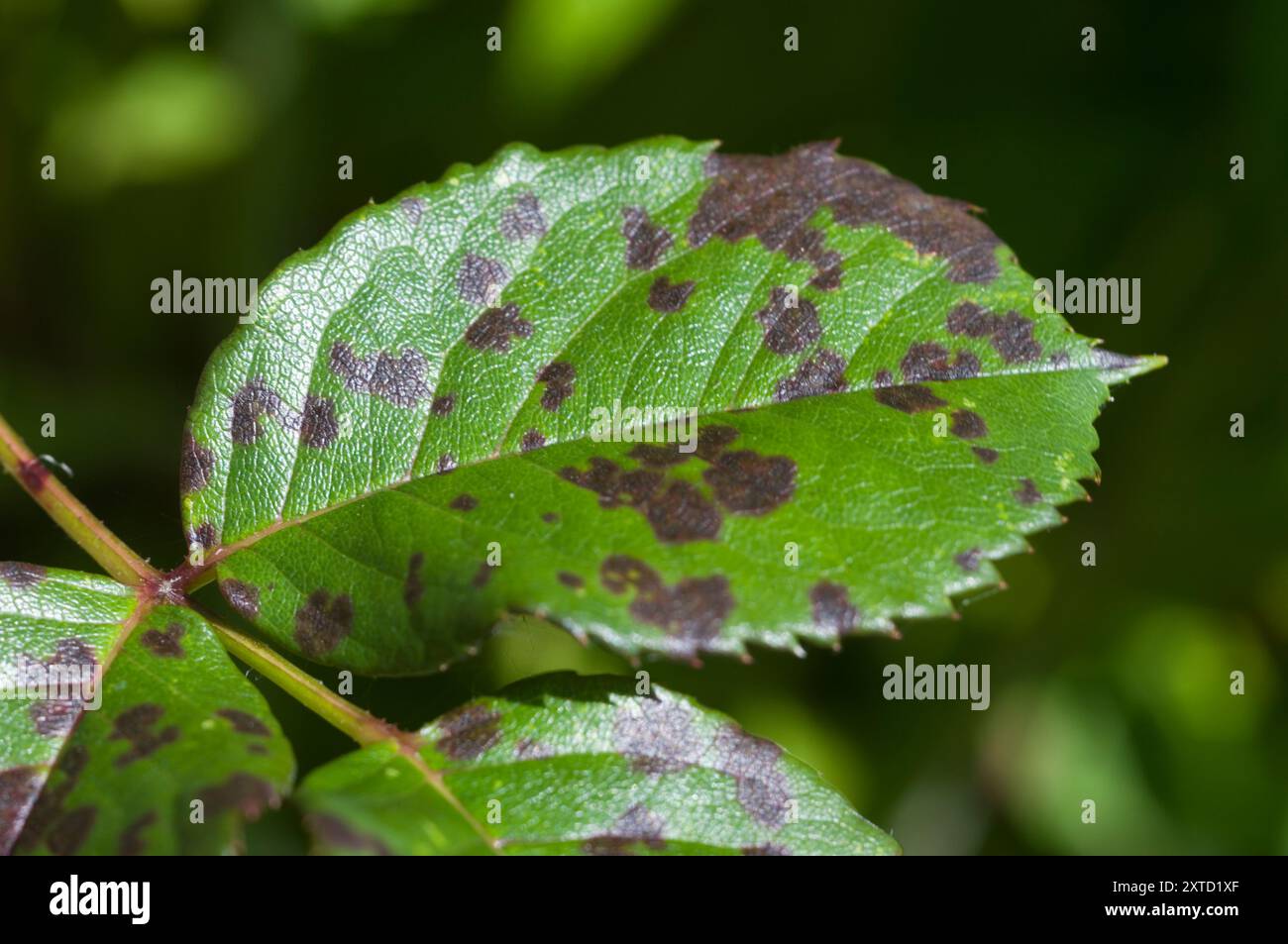Fungo Rose Black Spot Foto Stock