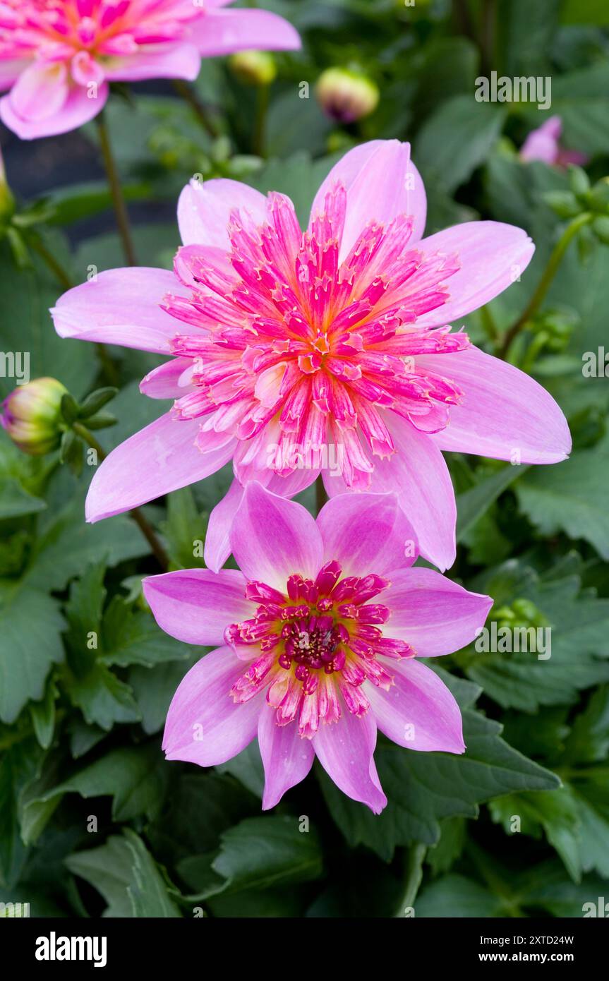 Dahlia Starburst Pink Foto Stock