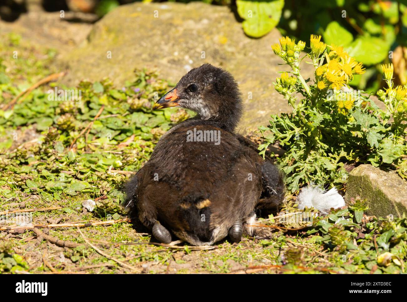 Una giovane ragazza dei Moorhen. Si tratta di uccelli acquatici comuni che si trovano su tutte le vie navigabili interne in ambienti rurali e urbani. Foto Stock