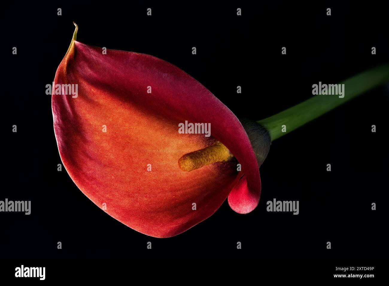 Un primo piano di un vivace fiore rosso e arancione con delicati petali e uno stelo verde si distingue su uno sfondo nero Foto Stock