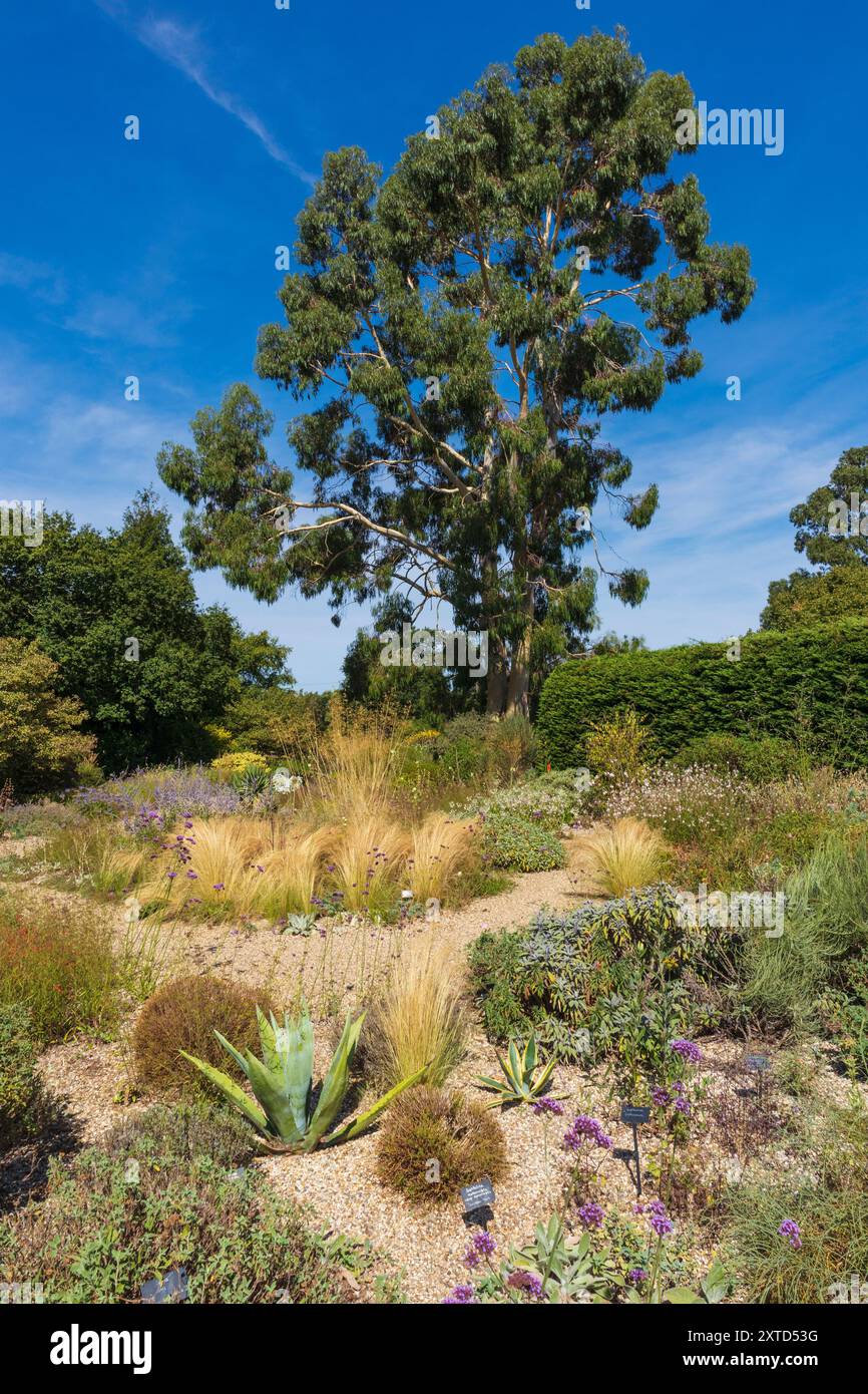 Un giardino che utilizza piante resistenti alla siccità con un perfetto esempio di albero di eucalipto sullo sfondo Foto Stock