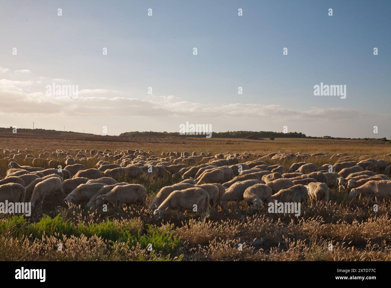 Gregge di pecore in campagna al tramonto della Sardegna, Italia Foto Stock