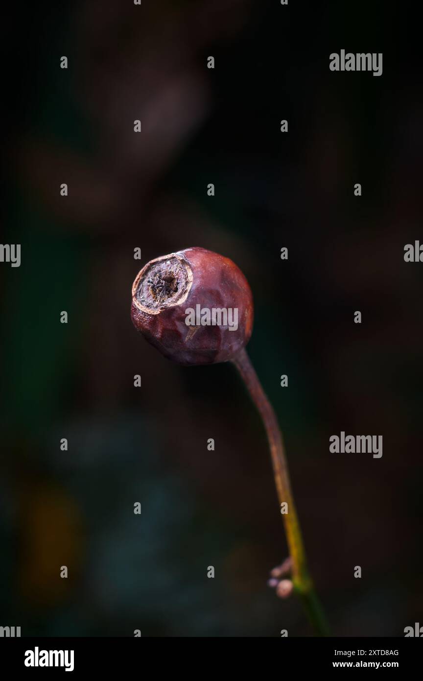 le rose selvatiche secche fioriscono nella vista ravvicinata del giardino, una piccola forma di frutta simile a una bacca dopo la fioritura dei fiori, una messa a fuoco morbida con sfondo sfocato Foto Stock