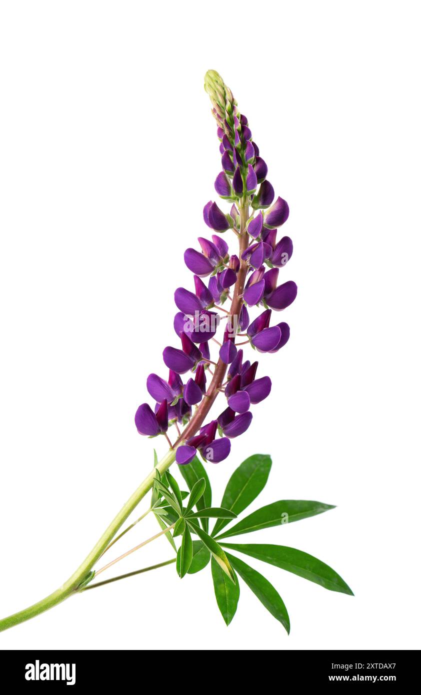 Fiori di lupino viola isolati su sfondo bianco. Mazzo di lupini colorati, fiori primaverili. Foto Stock