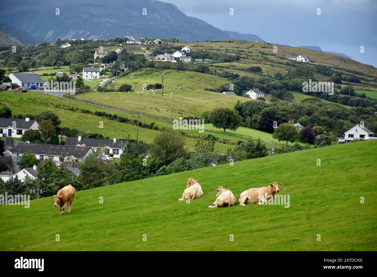 Scena rurale della contea di Donegal. Bestiame che pascolano su una collina, Ardara, Contea di Donegal. Irlanda Foto Stock